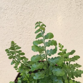 Asplenium parvati (Mother Fern)